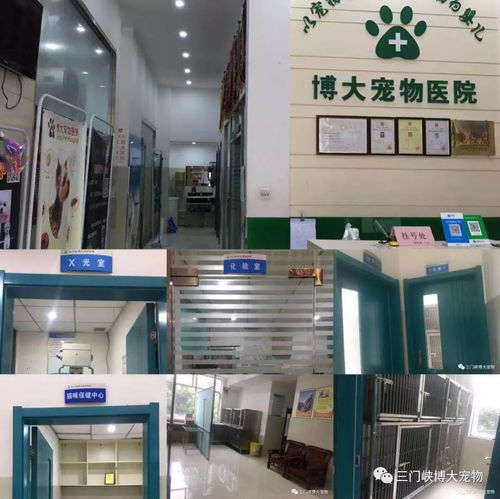 十年同行,感恩有你 三门峡博大宠物医院十周年店庆活动